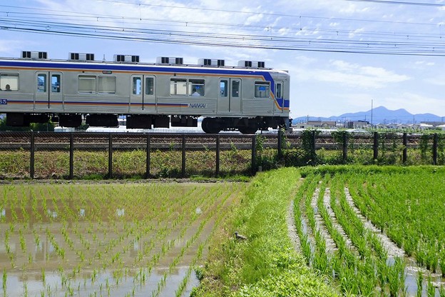 写真: 二上山〜田んぼとケリと、時々、電車〜
