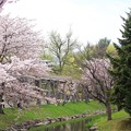 写真: やっと桜が咲きました１