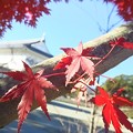 写真: 冬紅葉