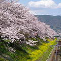 写真: 山北の桜並木