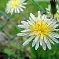 写真: white dandelion