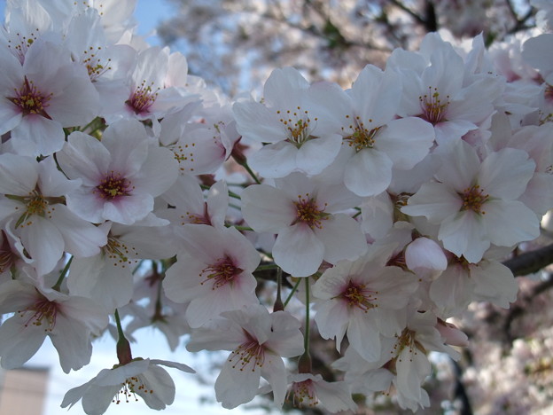 写真: 吉川の桜