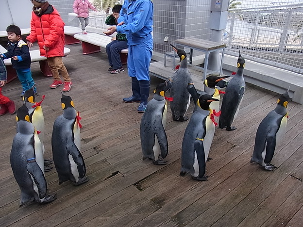 20150103 長崎ペンギン水族館 19
