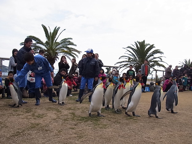 20150103 長崎ペンギン水族館 21