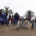 写真: 20150103 長崎ペンギン水族館 21