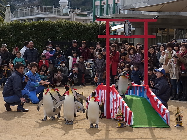 写真: 20150103 長崎ペンギン水族館 23