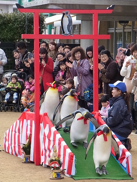 20150103 長崎ペンギン水族館 24