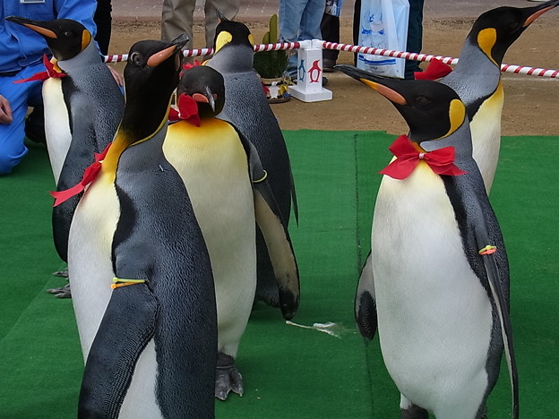 20150103 長崎ペンギン水族館 26