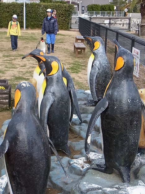 20150103 長崎ペンギン水族館 27