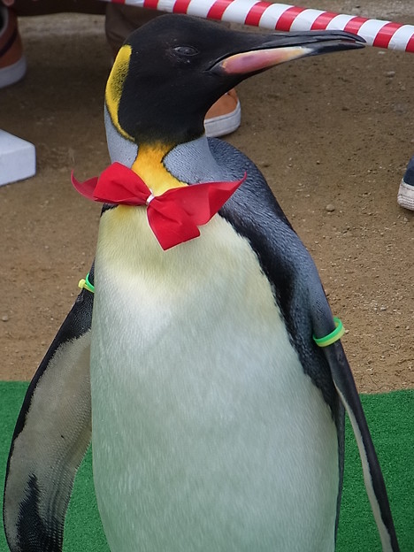 20150103 長崎ペンギン水族館 28