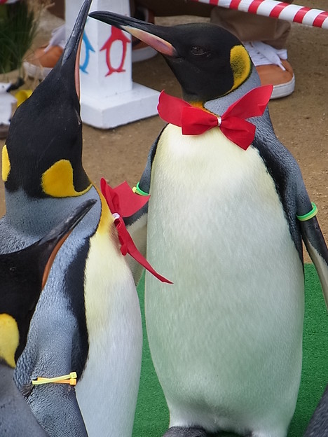 20150103 長崎ペンギン水族館 30