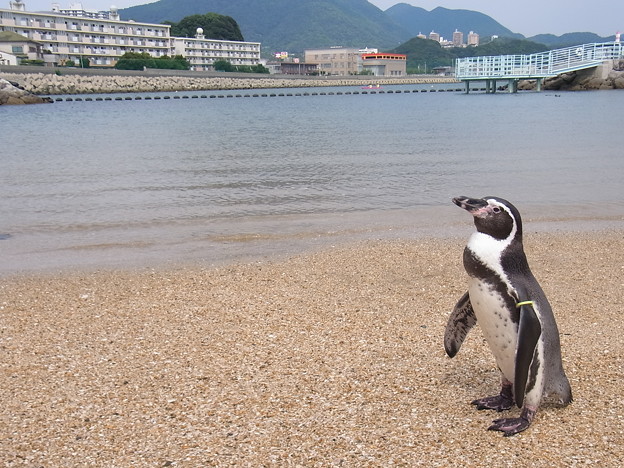 20160922長崎ペンギン水族館13