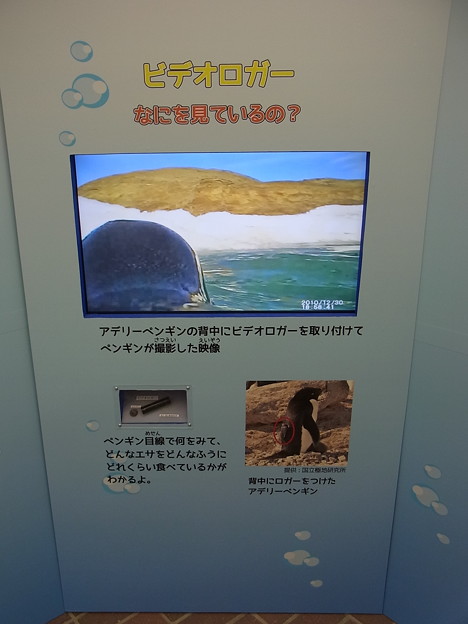 20170415 長崎ペンギン水族館 13
