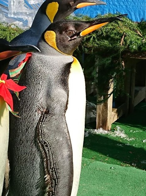 20171223 長崎ペンギン水族館19