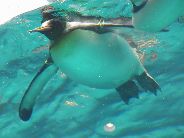 写真: 20180620 長崎ペンギン水族館 ジュン15