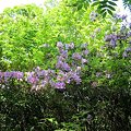 写真: モチツツジ(Rhododendron macrosepalum Maxim.　)
