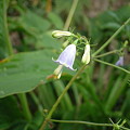 ツリガネニンジン（Adenophora triphylla (Thunb.) A. DC. var. japonica (Regel) Hara）