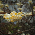 写真: ミツマタ（Edgeworthia chrysantha Lindl.）