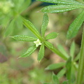 写真: ヤエムグラ（Galium spurium L. var. echinospermon (Wallr.) Hayek）