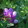 写真: ハマエンドウ（Lathyrus japonicus Willd.）