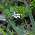 ハナヤエムグラ（Sherardia arvensis L.）
