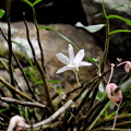 写真: セッコク（Dendrobium moniliforme）