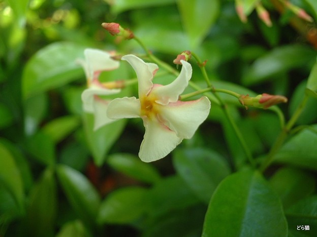 テイカカズラ（Trachelospermum asiaticum (Siebold et Zucc.) Nakai）