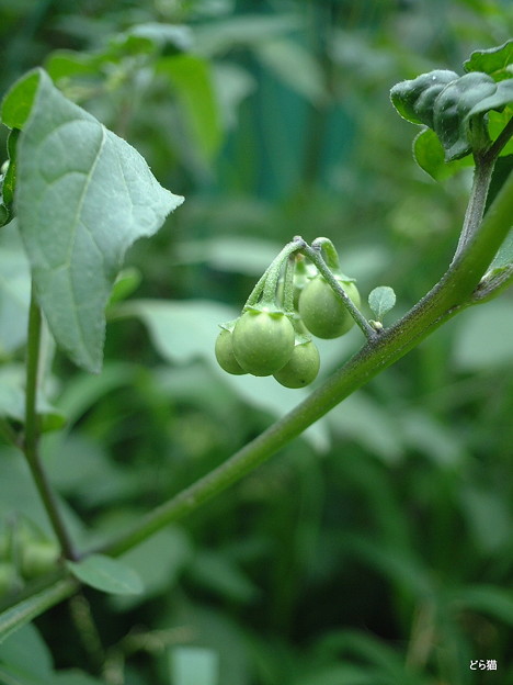 テリミノイヌホオズキ（Solanum americanum Mill.）