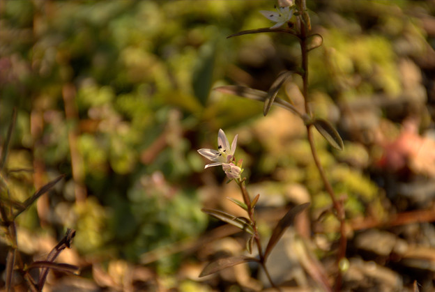 写真: センブリ（Swertia japonica）