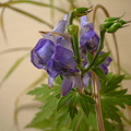 写真: ハコネトリカブト（Aconitum japonicum Thunb. var. hakonense (Nakai) Tamura）