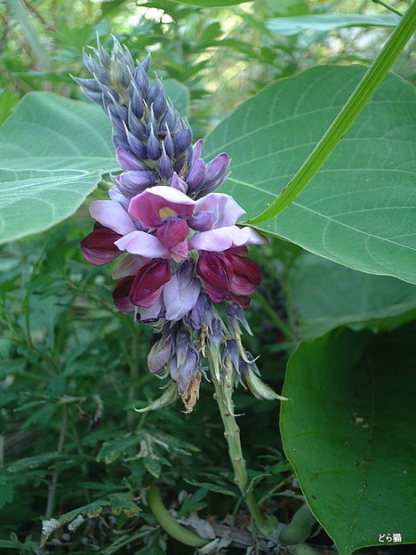 クズ（Pueraria lobata (Willd.) Ohwi）