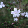 写真: ハクチョウゲ（Serissa japonica (Thunb.) Thunb.）