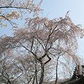写真: 勝持寺　三代目西行桜