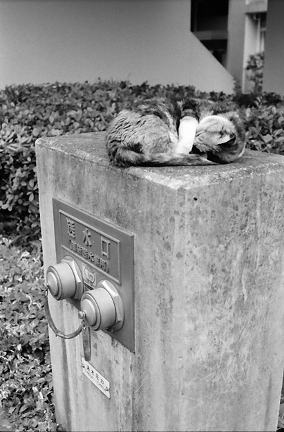 送水口と猫