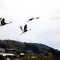写真: 鶴の飛翔