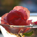 写真: 水に浮かべた薔薇