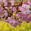 写真: 河津桜と菜の花畑