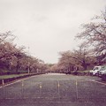 大阪某所の桜並木