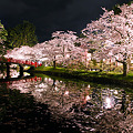写真: 夜桜1