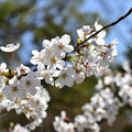 桜　2