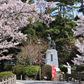 吉田松陰誕生地の桜