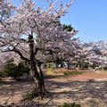 笠山の桜　1