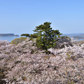 笠山の桜　2