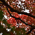 東行楓の紅葉