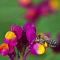 写真: リナリアに蜂