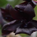 黒い蘭　2