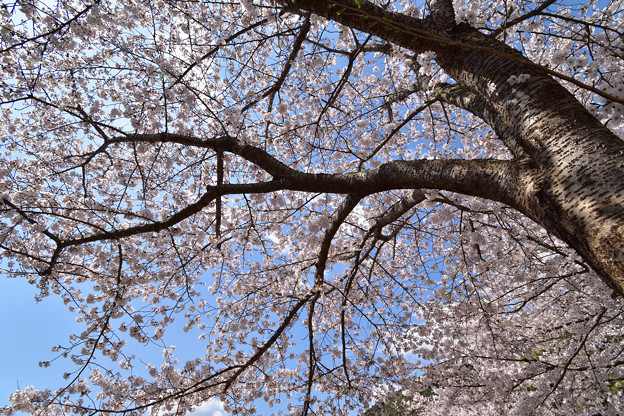 写真: 徴古館の桜