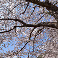 徴古館の桜