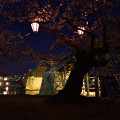 錦帯橋夜桜