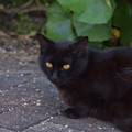 黒猫　1